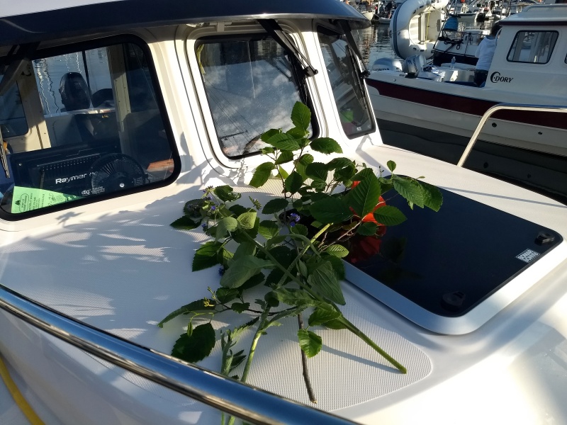 Pennybridge. Well done Harald. Best christening greenery ever!