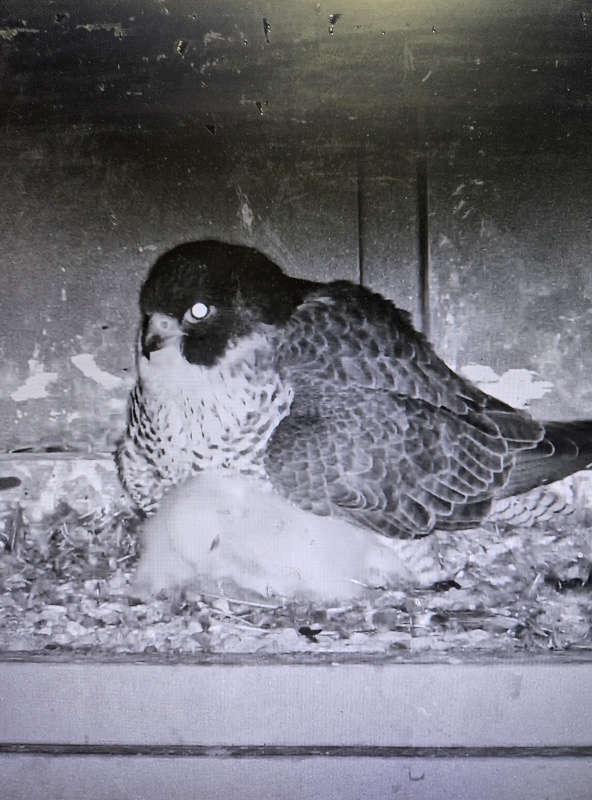 Peregrine Nest on the International Bridge between Sault Ste. Marie ON  and Sault Ste. Marie Michigan.  Interesting to Watch Live.