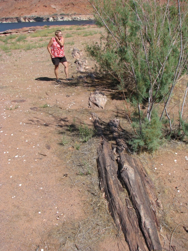 Petrified Trees at Four Mile Canyon