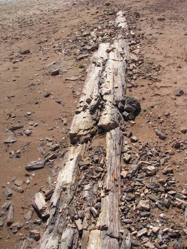 Petrified wood