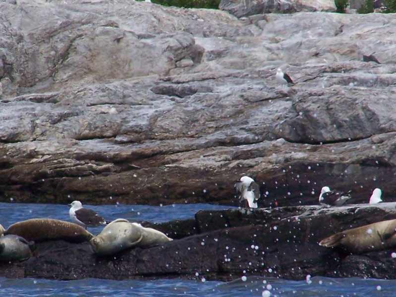 Playful seal (lower left corner)
