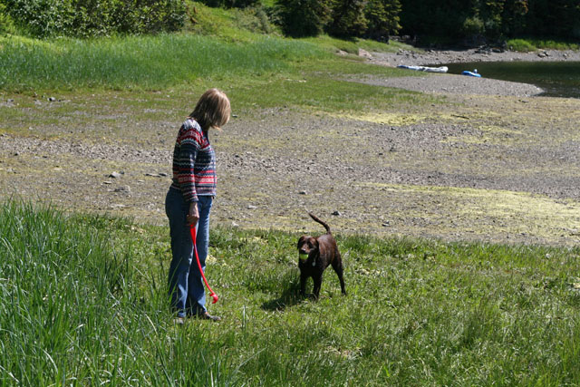 Playing fetch on the beach