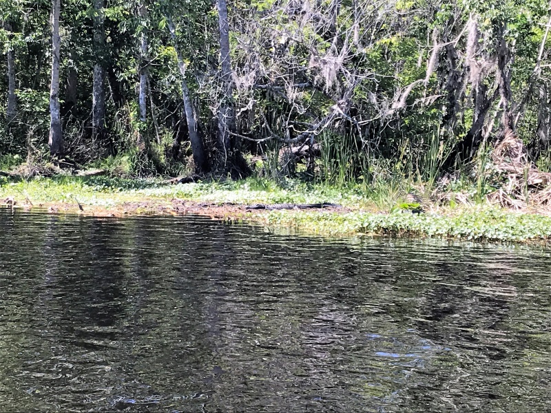 Plenty of Gators on the Rivers.  This one on the Hontoon Dead River.