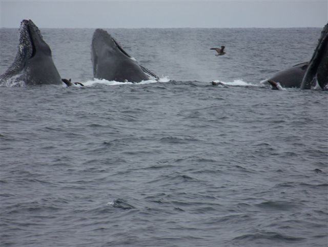 Pod of Humpback Whales a hazard when fishing for Salmon off SF