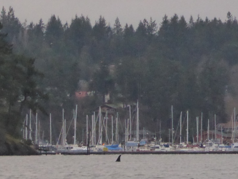 Pod of killer whales entering Friday Harbor!