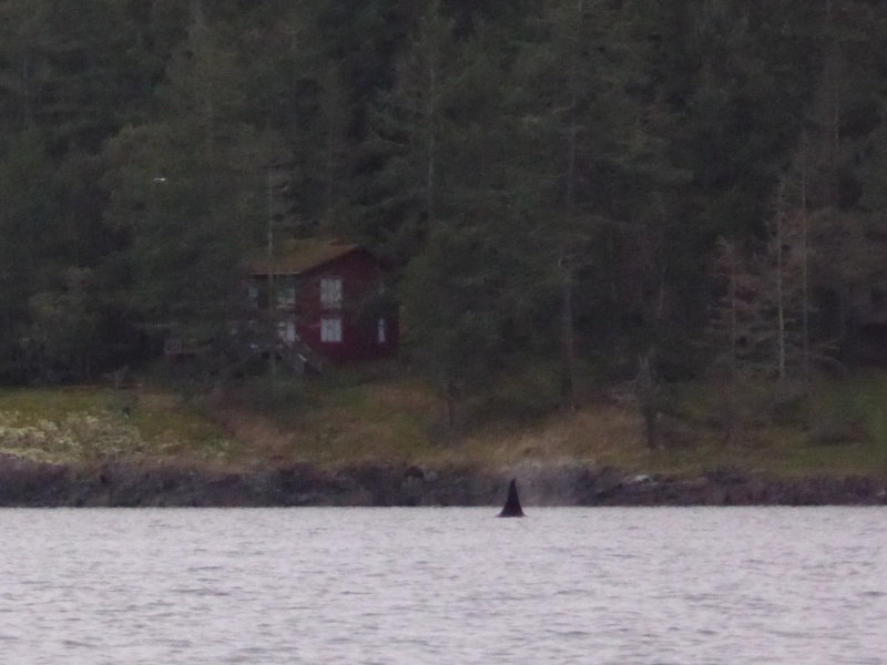 Pod of killer whales entering Friday Harbor!