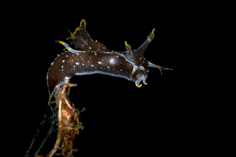 Polycera hedgpethi