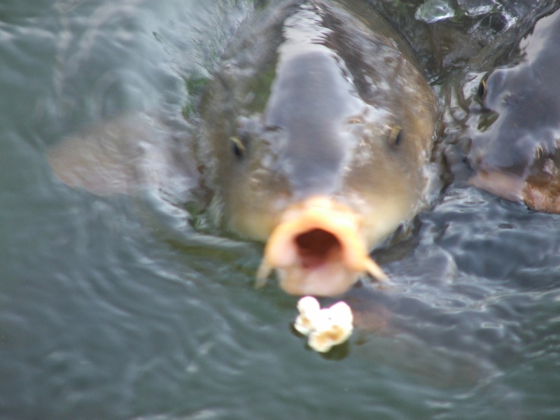 Popcorn Anyone???   GYPSY\'s \"B\" & Da Carp @ Defeated Creek Marina