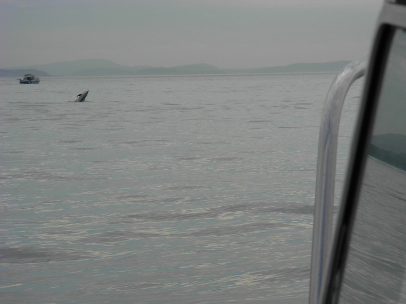 Porpoise rise