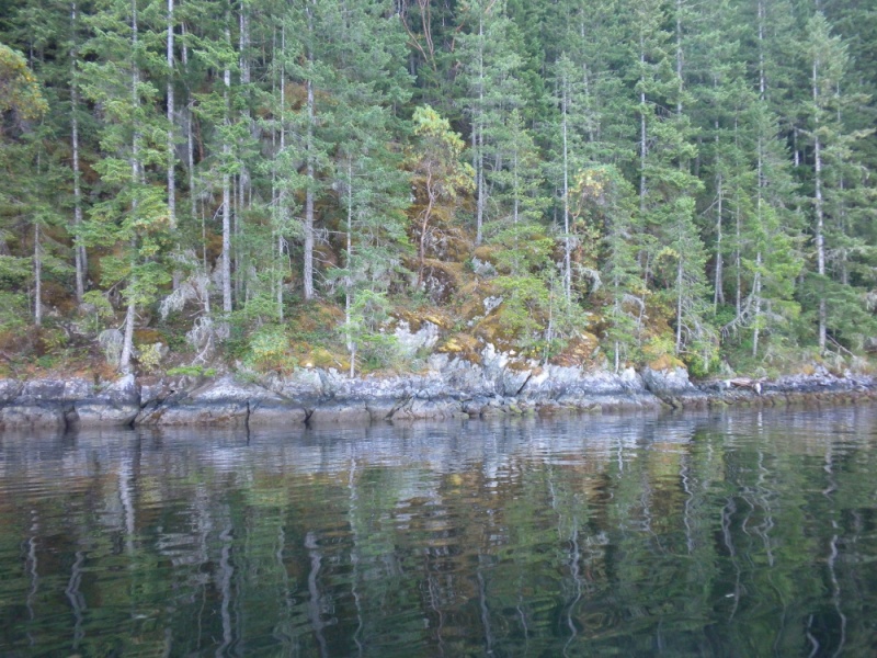 Princess Louisa Inlet, July, 2010 - 052 Shoreline near anchorage in Princess Louisa Inlet