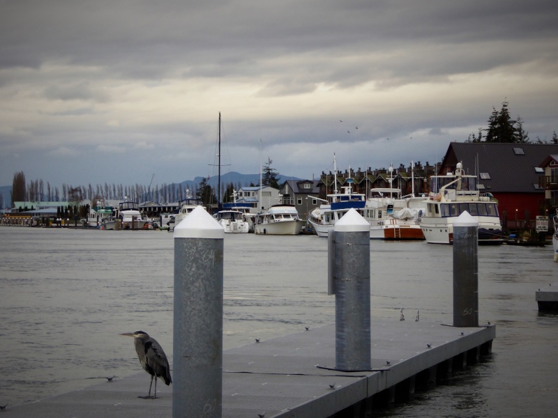 Public dock in "down town" LaConner
