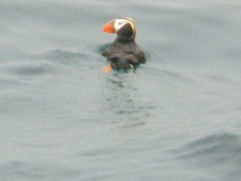 puffins