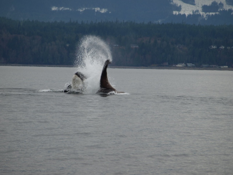 punted Sealion close to end
