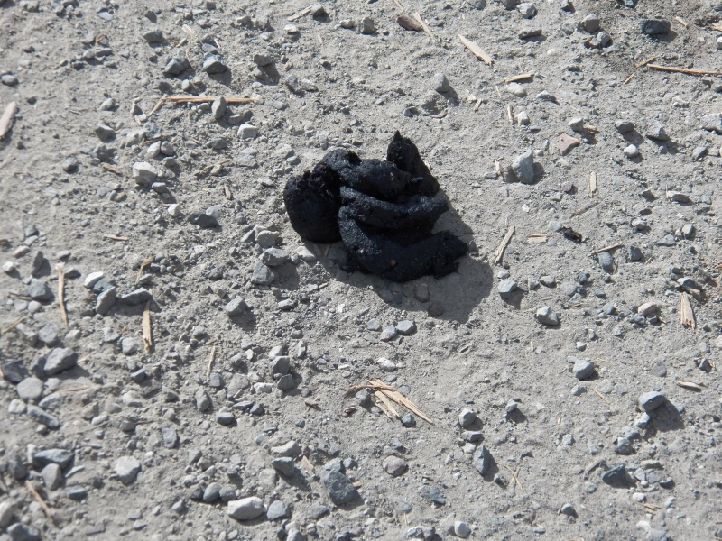 Q: Do bears crap in the woods?
A: No, generally in the middle of a trail or road.