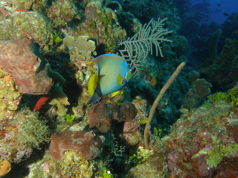Queen angel fish