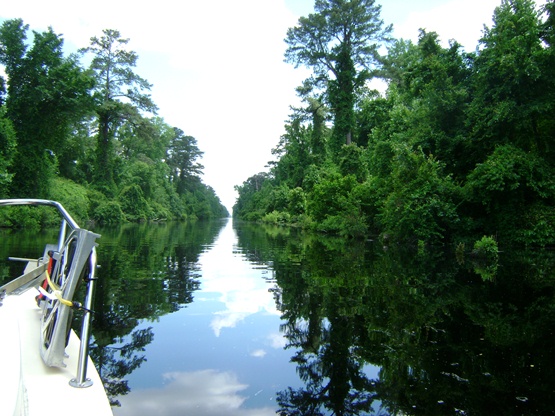 Quiet swamp waters