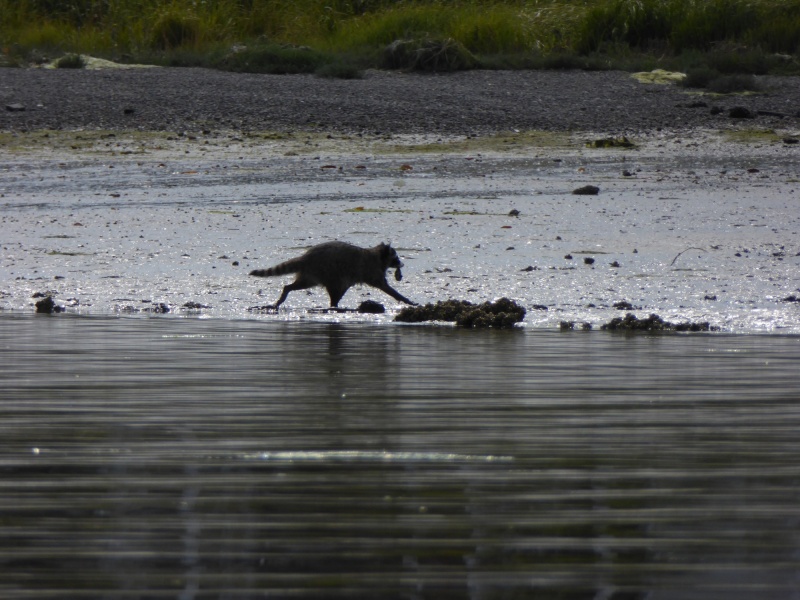 Raccoons in Liberty Bay too.
