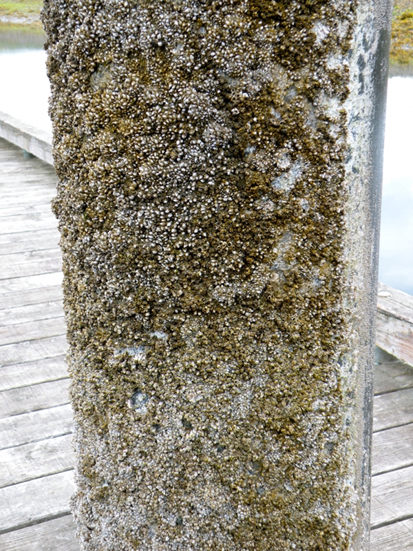 Rain poles: Barnacles close when something passes by