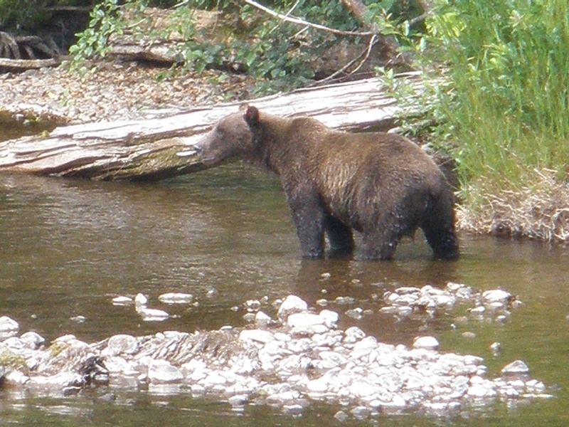 Real Bear  about 800lb's