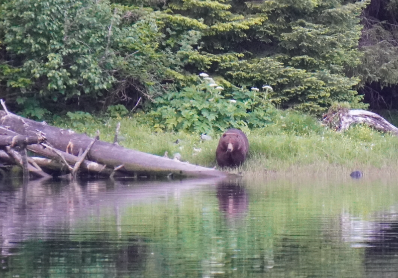 Red bluff bay bear we watched for hours