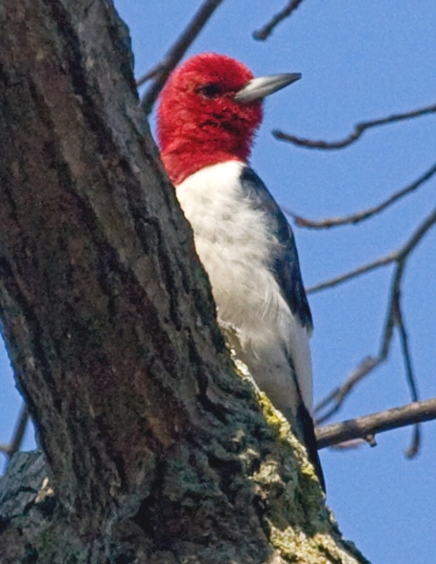 Red-Headed