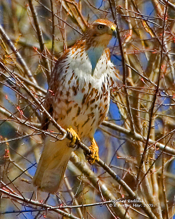Redtail in hiding