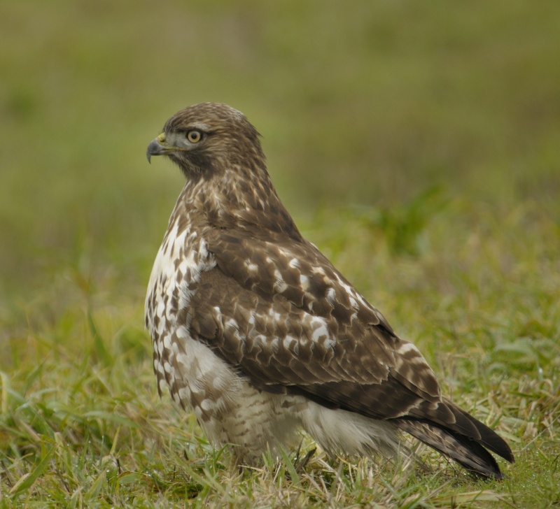 Redtail