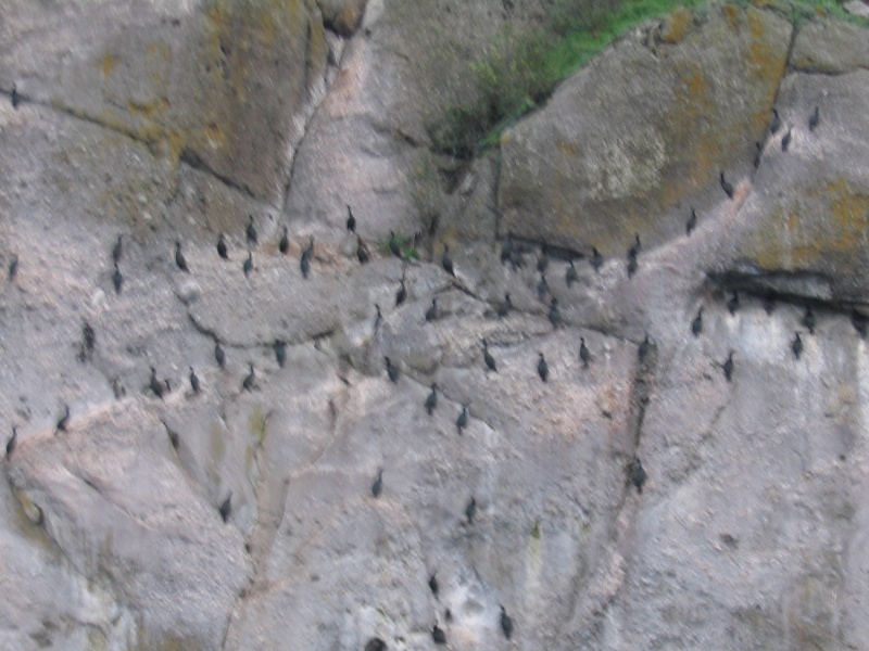 (rhys) Cormorants on the rocks at Turn Point, Stuart Island