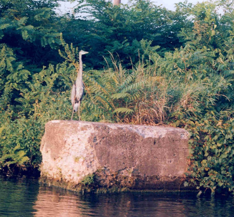 (Rick from Maine) The Ubiquitous Sentries on the Canal