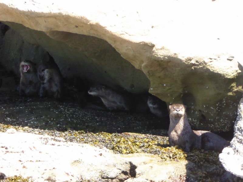 River otters hiding under the rocks