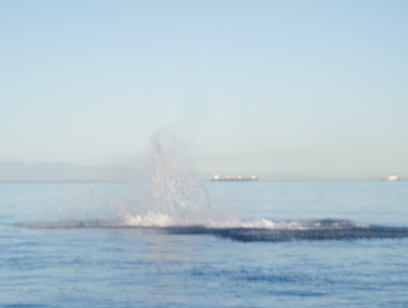 (Roberta Krumm) Male orca jumping 50 feet from boat. Too stunned to get a  shot.