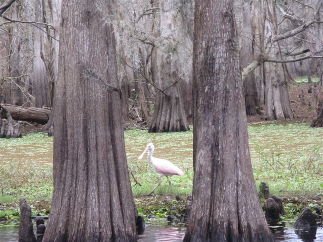 Roseate Spoonbill