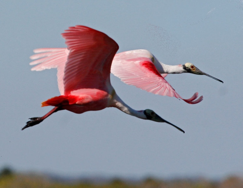 Roseated Spoonbills in Flight