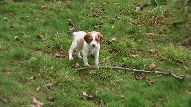 Sadie 6.5 weeks old
Where do you want this stick, Dad?