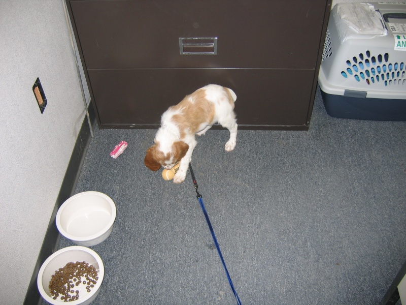 Sadie- Just picked her up at the airport- first day in the office