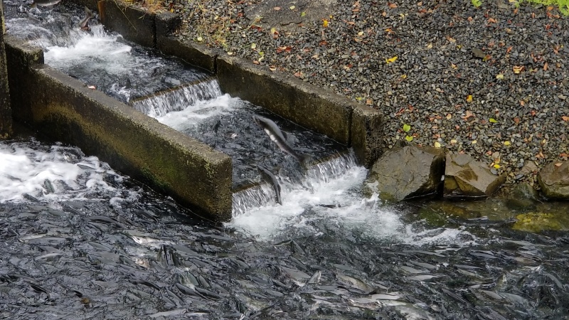 Salmon climbing ladder Sitka hatchery
