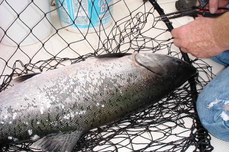Salmon fishing has also been great in Eureka