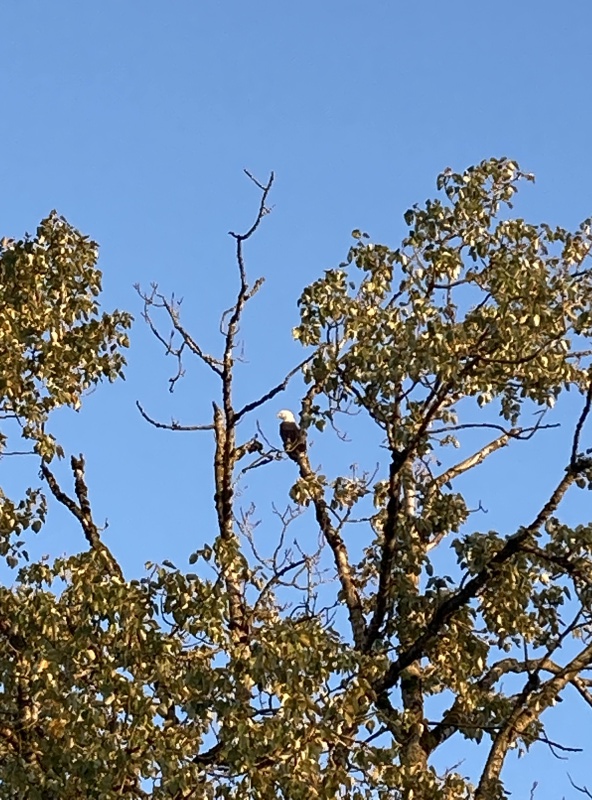 Sand Island Eagle
