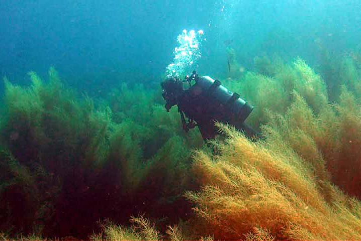 sargassum cascade
