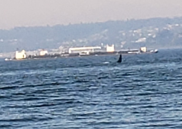 Saw 2 orcas while fishing Jeff Head