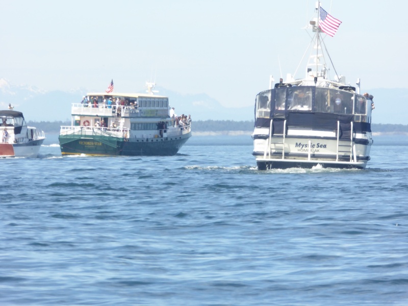 Saw some orca whales but couldn't get close enough for any pics thanks to the commercial whale watching boats that surrounded them - I counted no less than 16 commercial boats!
