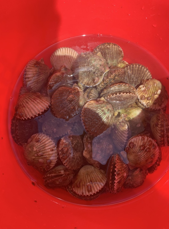 Scallops 2025