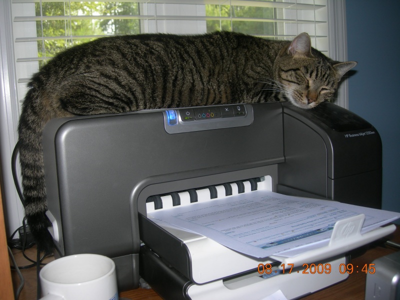 Scooter, the office printer cat
