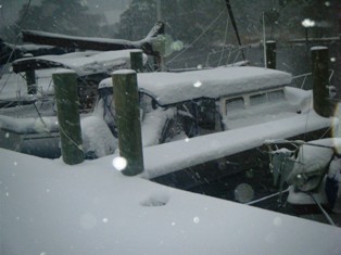 Sea Baby-Covered in 5-1\2" snow-Whortonsville-22JAN11