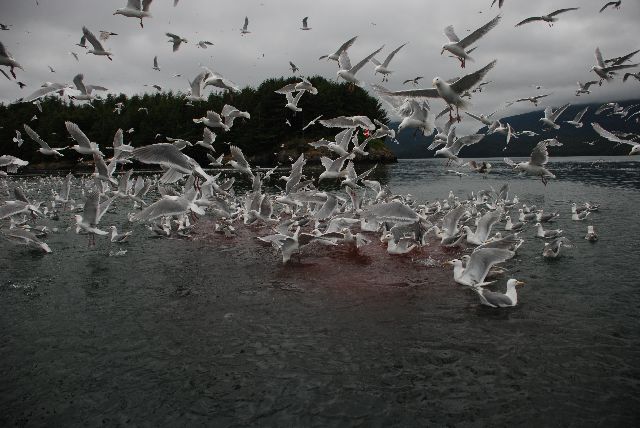 Sea Gulls Flocking to the Cannery Output