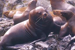 sea lion