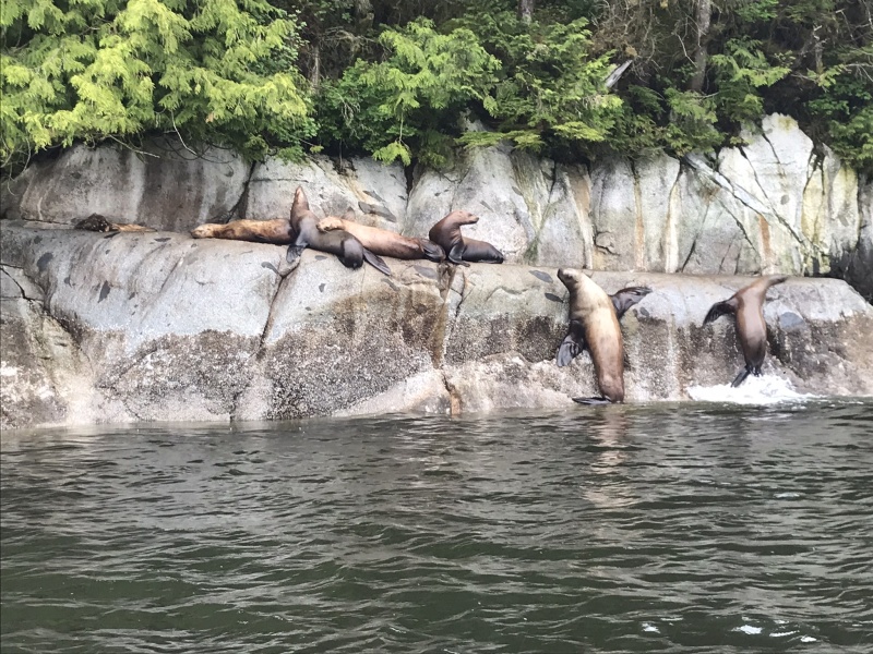 Sea Lions in Princess Royal Channel