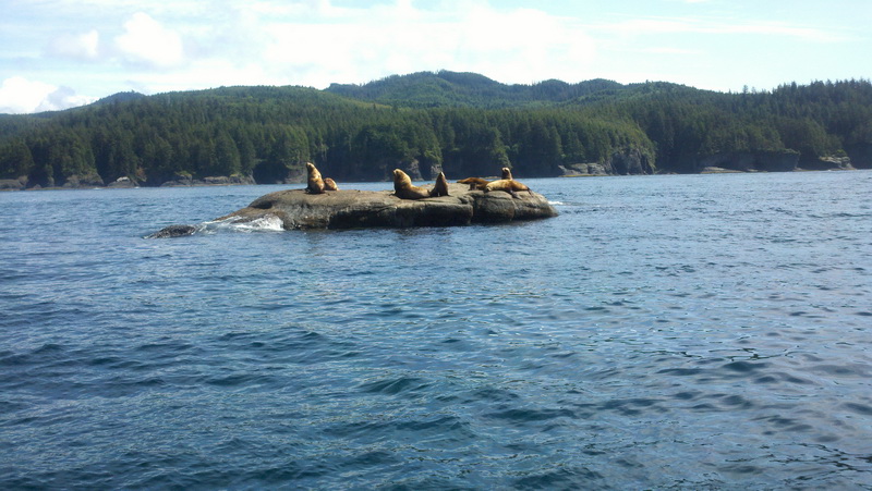 Sea Lions on the rocks
