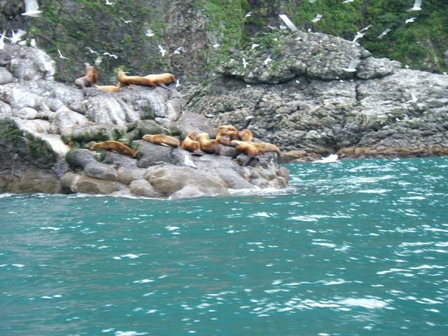 Sea Lions Seward 7-06