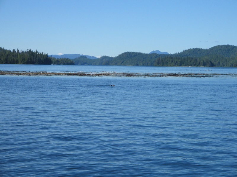 Sea Otters near a large kelp patch.  (The rock under the kelp is also large!)
